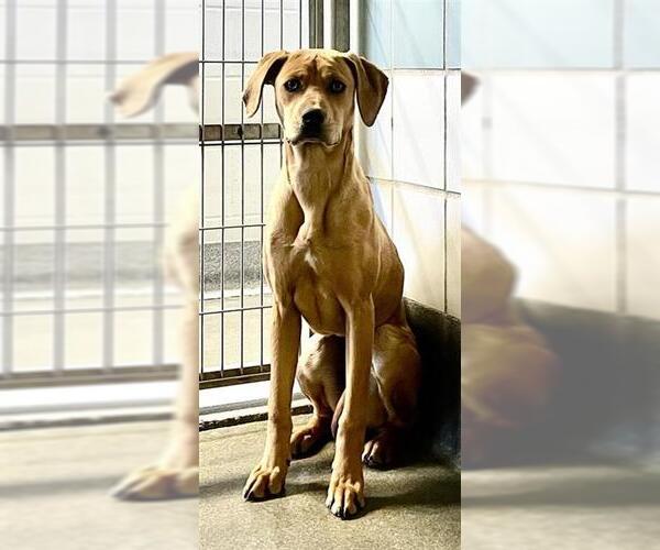 Medium Photo #1 Black Mouth Cur-Unknown Mix Puppy For Sale in San Antonio, TX, USA