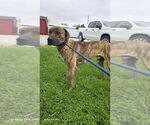 Small #2 Mutt