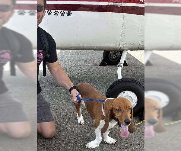 Medium Photo #3 Basset Hound Puppy For Sale in Deepwater, NJ, USA