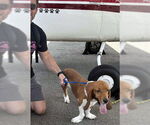 Small #2 Basset Hound