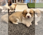 Small #1 Pembroke Welsh Corgi