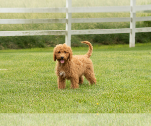 Poodle (Miniature) Puppy for sale in SHIPSHEWANA, IN, USA