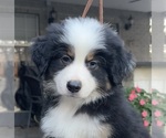 Small #5 Miniature American Shepherd