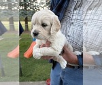Small #2 English Cream Golden Retriever