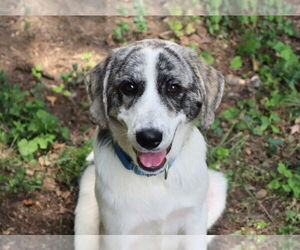 Saint Bernard-Unknown Mix Dogs for adoption in South Bend, IN, USA