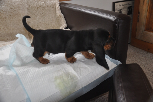 Medium Photo #4 Basset Hound Puppy For Sale in DEER VALLEY, UT, USA