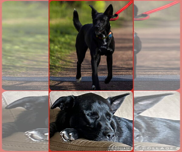Medium Photo #1 Mutt Puppy For Sale in Walnutport, PA, USA