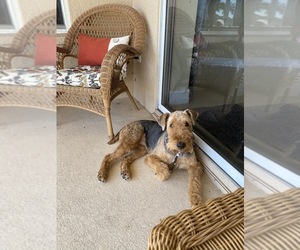 Airedale Terrier Puppy for sale in CAPE CORAL, FL, USA