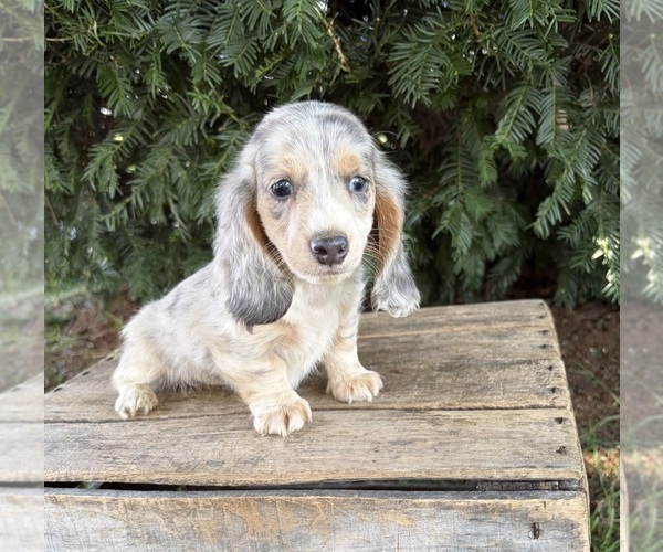 Medium Photo #4 Dachshund Puppy For Sale in MIDDLEBURY, IN, USA