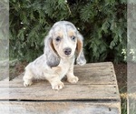Small #3 Dachshund