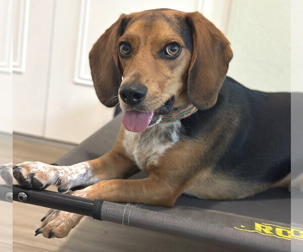 Medium Photo #2 Beagle Puppy For Sale in Dunnellon, FL, USA