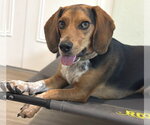 Small #1 Beagle