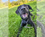 Small Photo #4 Labrador Retriever Puppy For Sale in Gloversville, NY, USA