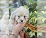 Small Photo #5 ShihPoo Puppy For Sale in TAMPA, FL, USA