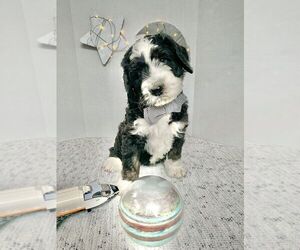Bernedoodle Puppy for sale in DENVER, CO, USA