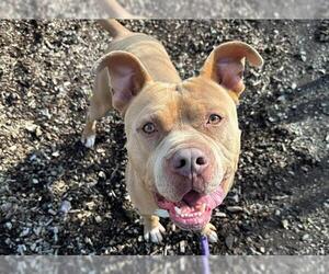 Mutt Dogs for adoption in Santa Rosa, CA, USA