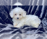 Image preview for Ad Listing. Nickname: bichon