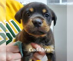 Small #7 English Springer Spaniel-Rottweiler Mix