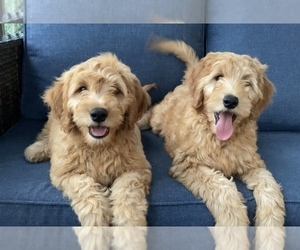 Goldendoodle (Miniature) Puppy for sale in RANDOLPH, WI, USA