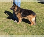 Small #2 German Shepherd Dog
