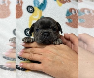 French Bulldog Puppy for sale in JACKSONVILLE, FL, USA