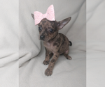 Small Photo #3 Chihuahua Puppy For Sale in INDIANAPOLIS, IN, USA