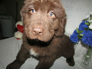 Newfoundland Puppy for sale in HUDSON, MI, USA