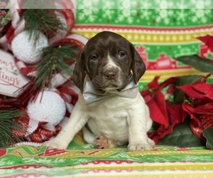 German Shorthaired Pointer-Unknown Mix Puppy for sale in LANCASTER, PA, USA