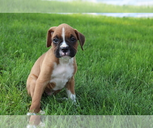 Boxer Puppy for sale in SHILOH, OH, USA
