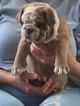 Small Photo #1 English Bulldog Puppy For Sale in HILLSBORO, NC, USA
