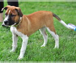 Small #1 Boxer Mix