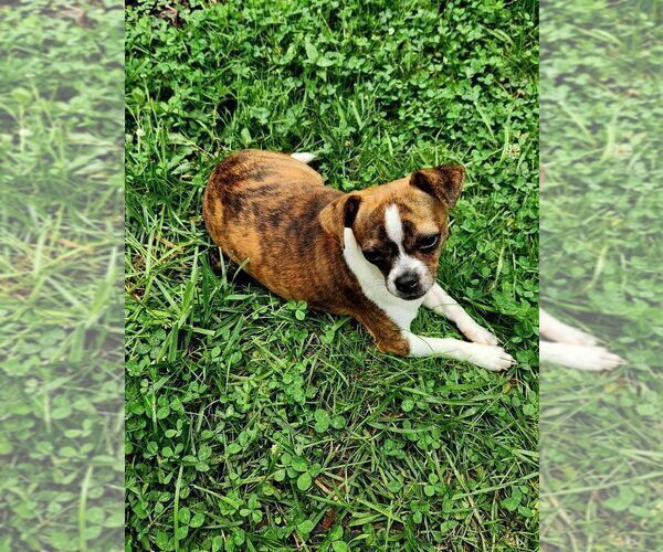 Medium Photo #5 Chihuahua Puppy For Sale in MOUNT AIRY, NC, USA