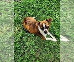 Small #4 Chihuahua