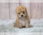 Small Photo #1 Morkie-Unknown Mix Puppy For Sale in FULLERTON, CA, USA