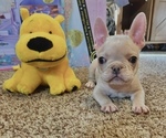 Small French Bulldog