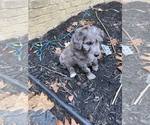 Small #16 Aussiedoodle-Poodle (Standard) Mix