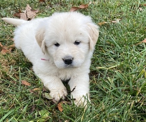 Golden Pyrenees Puppy for Sale in AMISSVILLE, Virginia USA