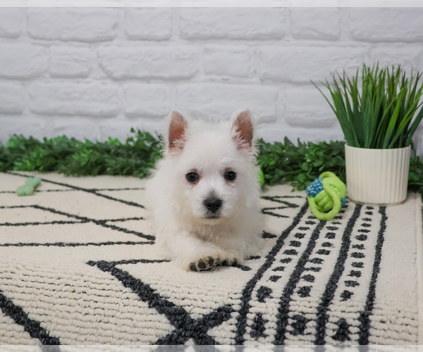 Medium Photo #5 West Highland White Terrier Puppy For Sale in SYRACUSE, IN, USA