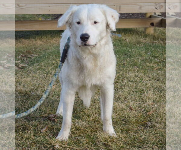 Medium Photo #3 Great Pyrenees-Unknown Mix Puppy For Sale in Huntley, IL, USA