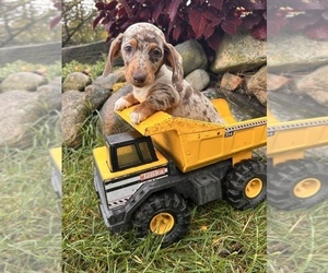 Dachshund Puppy for sale in MIDDLEBURY, IN, USA