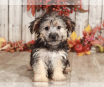 Small Photo #1 Yo-Chon Puppy For Sale in MOUNT VERNON, OH, USA
