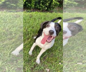 American Bulldog-Pointer Mix Dogs for adoption in Sanford, FL, USA