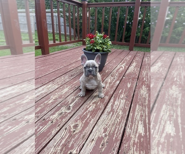 Medium Photo #35 French Bulldog Puppy For Sale in KANSAS CITY, MO, USA