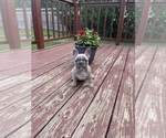 Small Photo #16 French Bulldog Puppy For Sale in KANSAS CITY, MO, USA