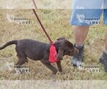 Small Photo #10 Labrador Retriever Puppy For Sale in SANGER, TX, USA