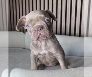 French Bulldog Puppy for Sale in LAKEWOOD RANCH, Florida USA