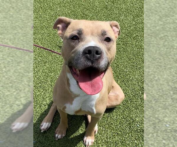 Medium Photo #2 Mutt Puppy For Sale in Fayetteville, NC, USA