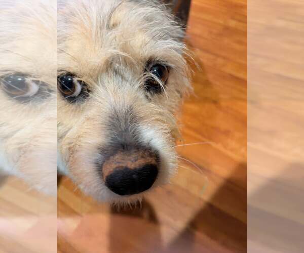 Medium Photo #4 Mutt Puppy For Sale in Arlington, VA, USA