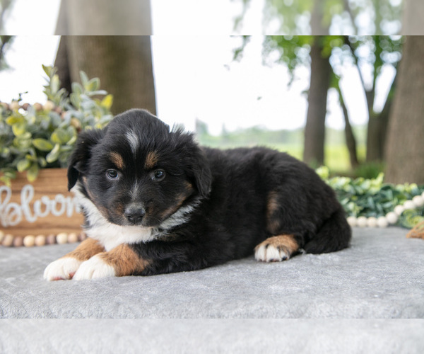 Medium Photo #6 Miniature American Shepherd Puppy For Sale in CHRISTIANA, PA, USA