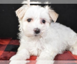 Maltese Puppy for sale in LOWELL, MA, USA